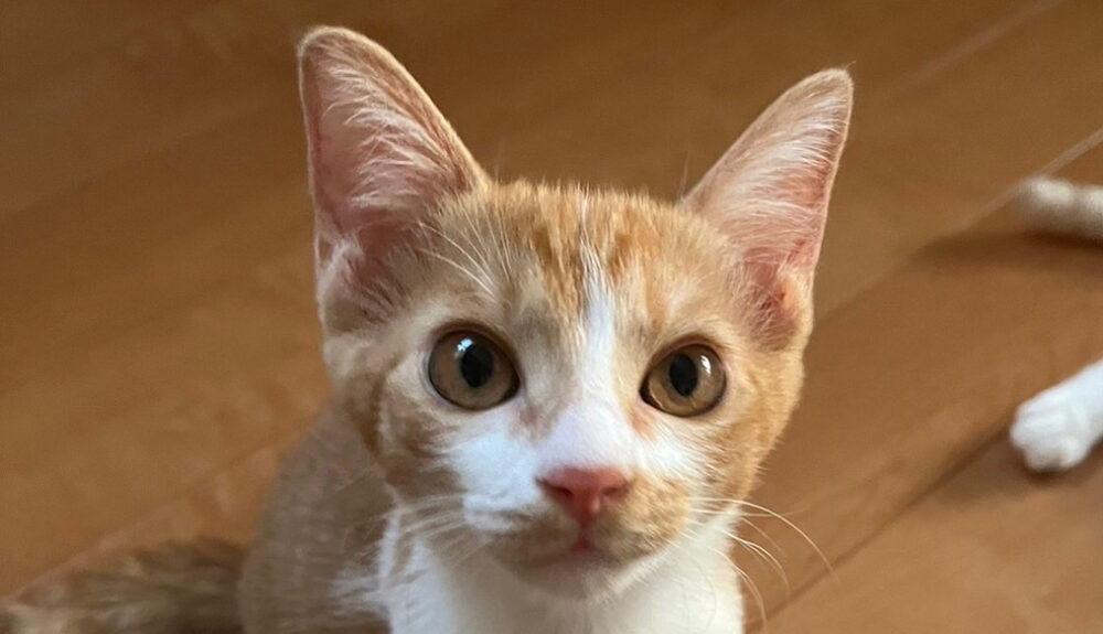 NPO愛♡Cat | 愛媛県松山市に設立した保護猫団体です。譲渡会での里親